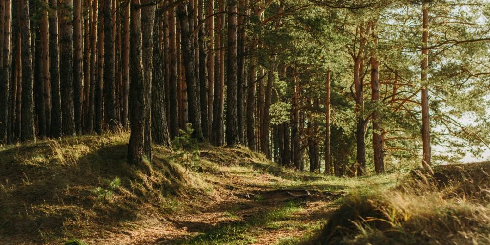 Comment protéger les forêts à notre échelle ?