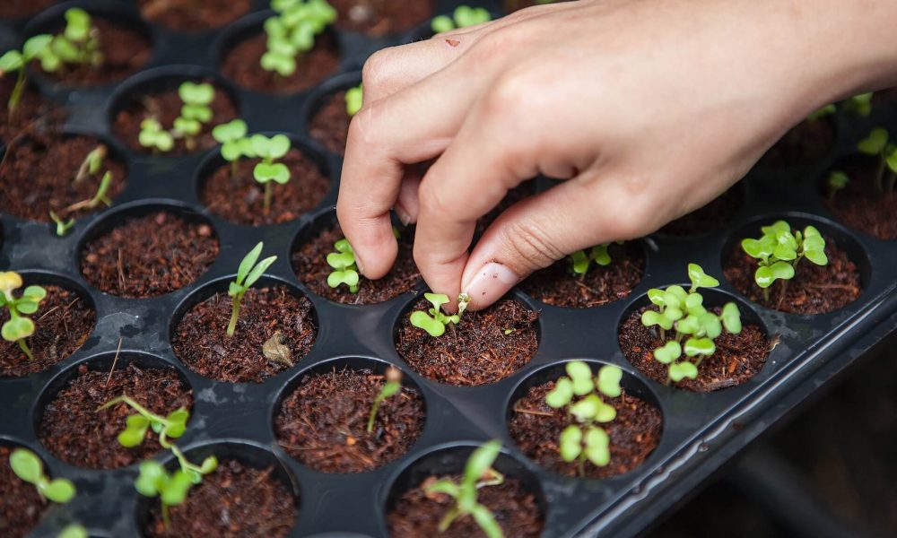 définition de l'agriculture urbaine