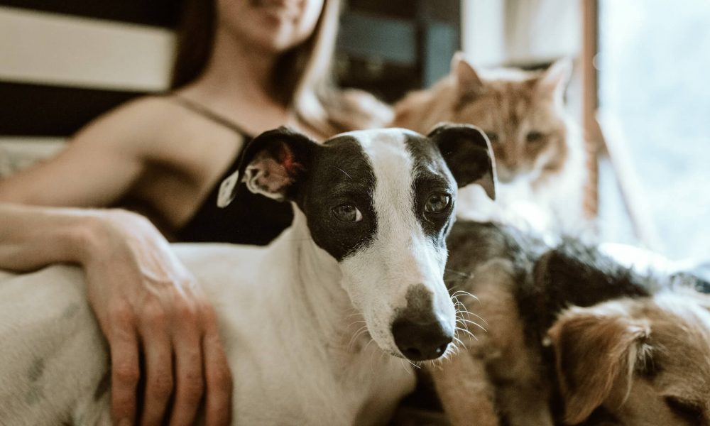 quel est l'impact écologique des animaux de compagnie