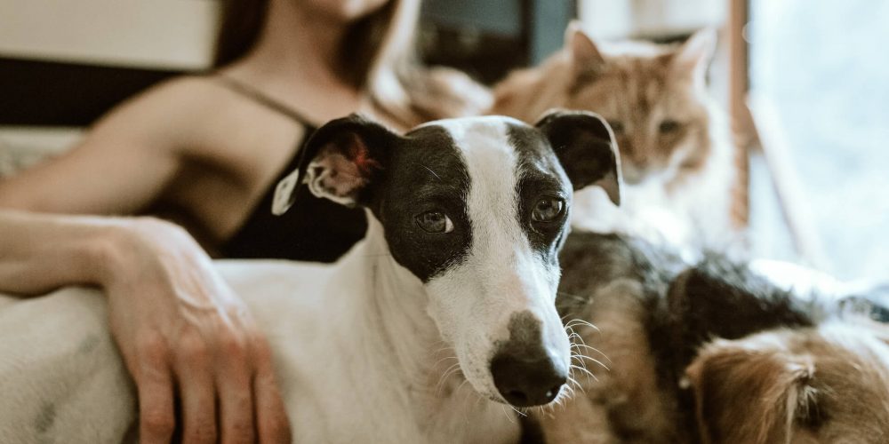 Animaux de compagnie : quel impact écologique ?