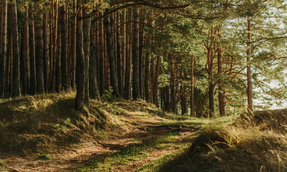 comment protéger les forêts