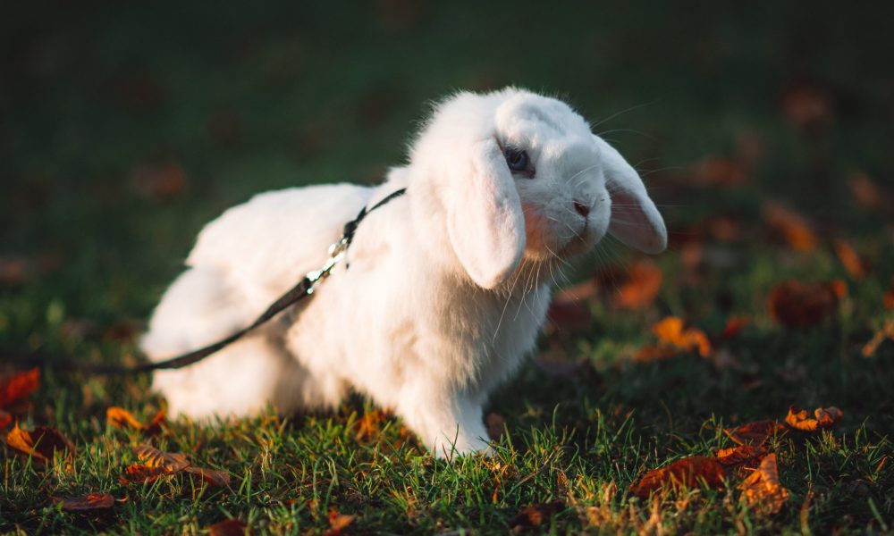 définition du terme cruelty free