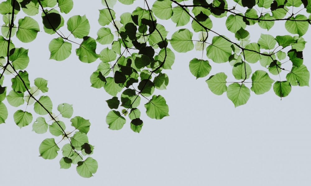 definition ecologique