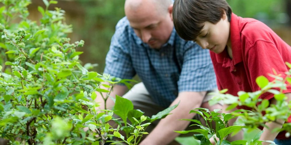 Jardin communautaire : définition, mise en œuvre et comment en trouver