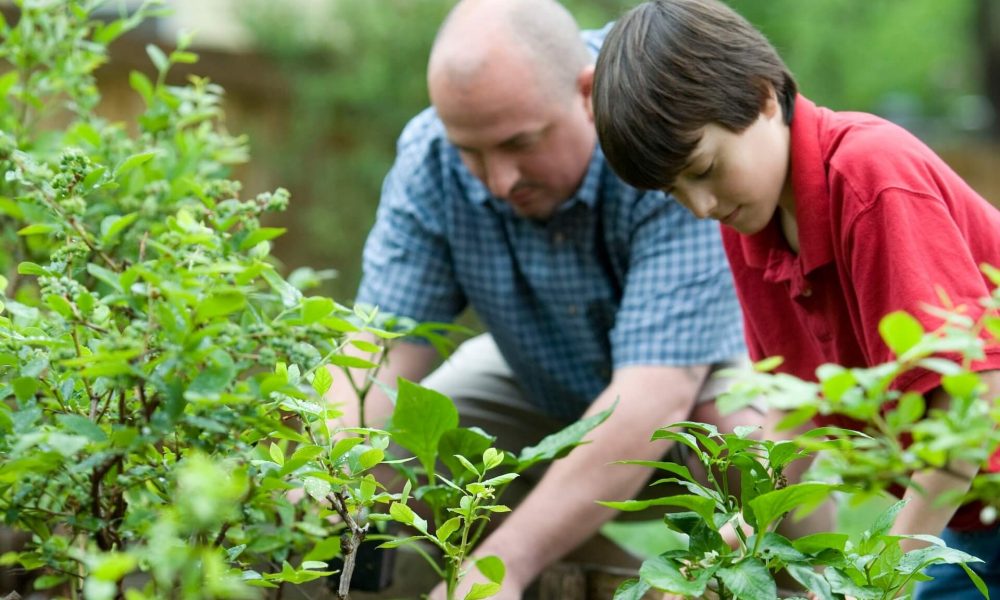définition d'un jardin communautaire