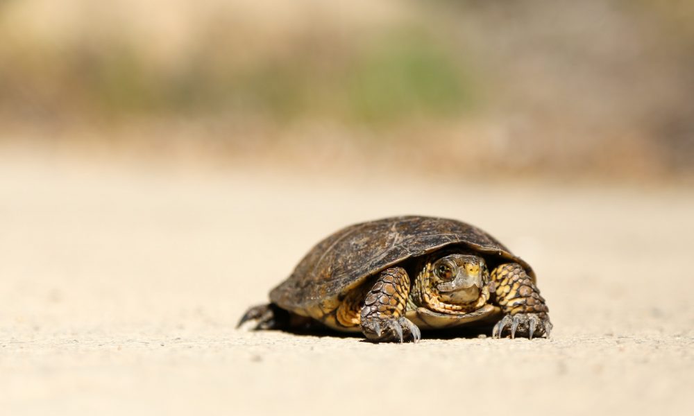 définition et signification de slow life