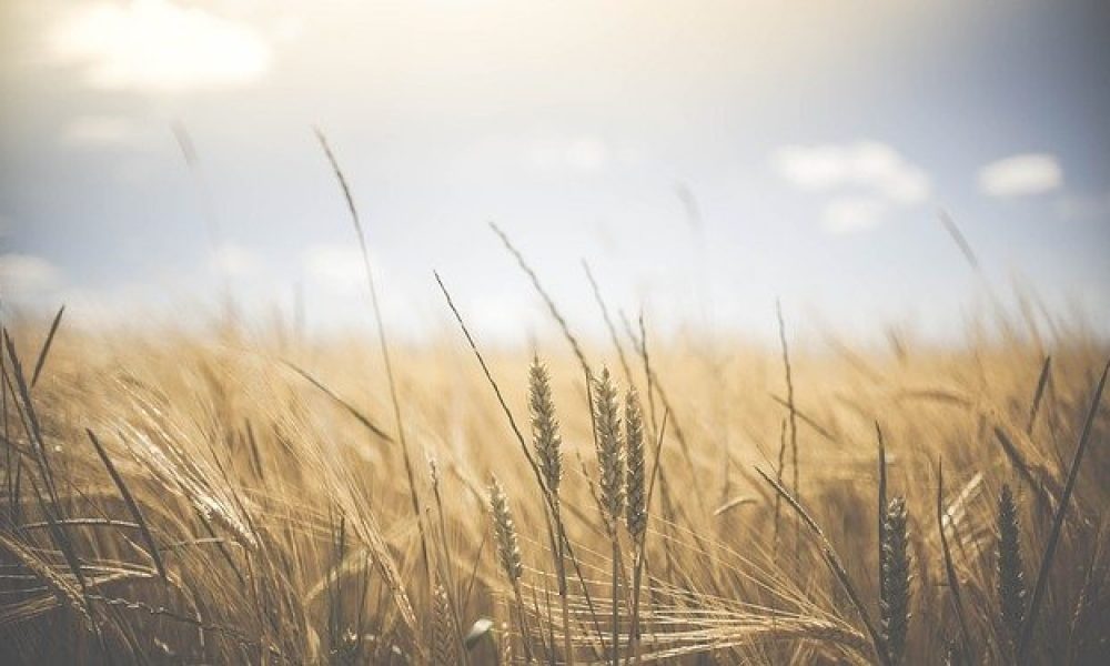 Comment réduire l’impact environnemental de son alimentation ?